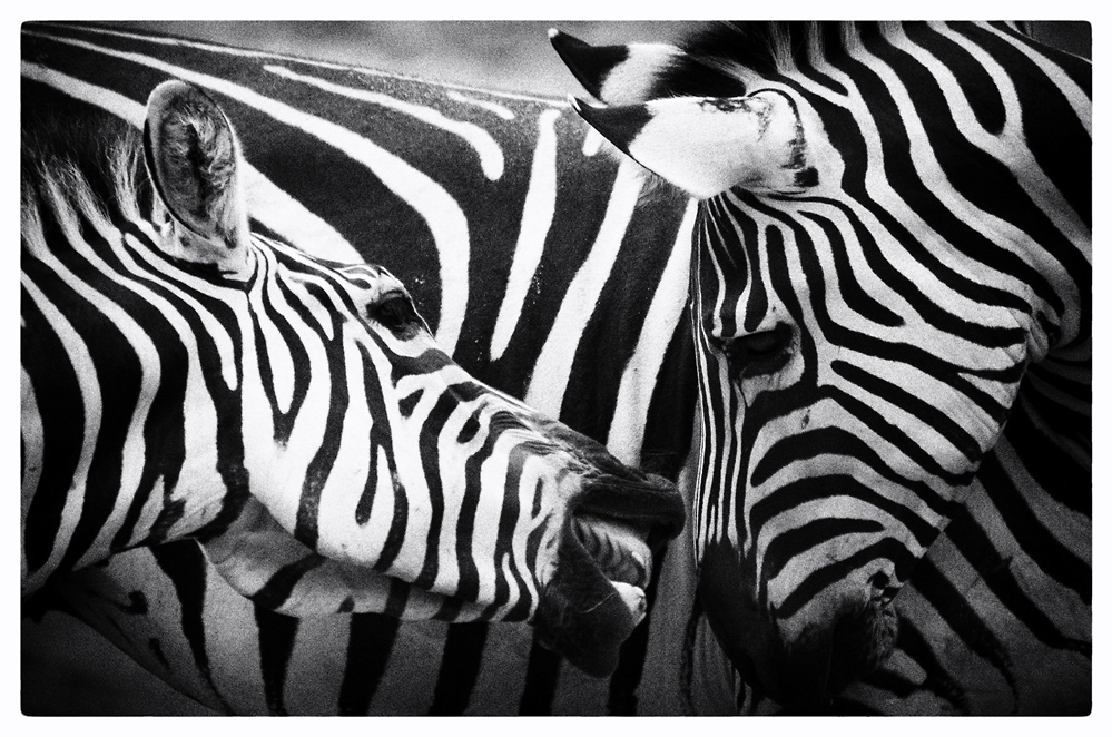 >>> Zebras <<<