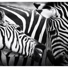 >>> Zebras <<<