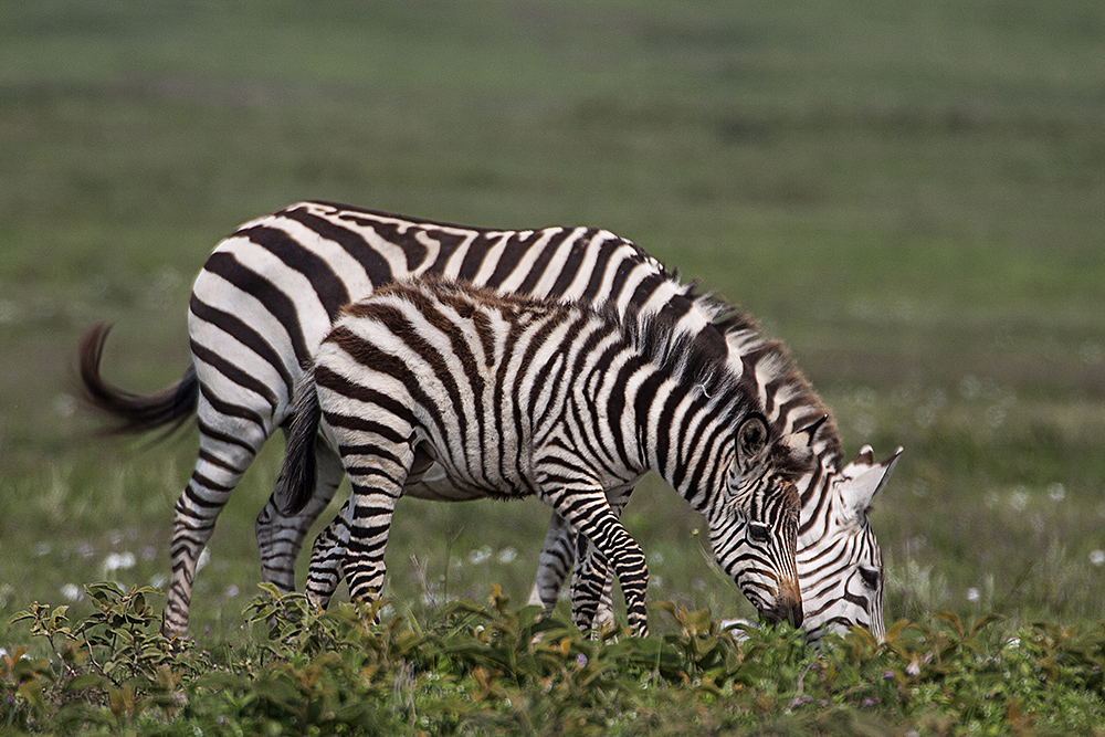 Zebras