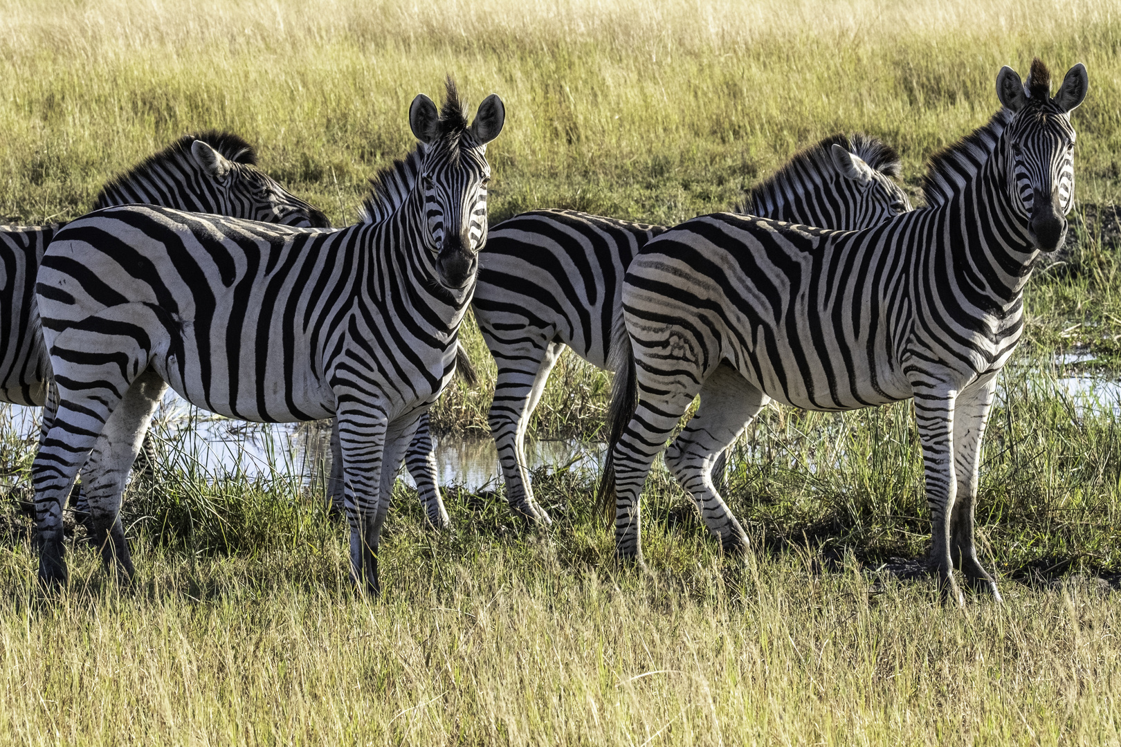 Zebras