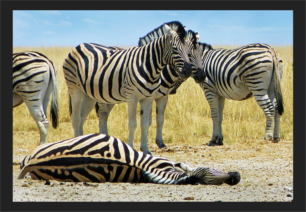 Zebras der Steppe