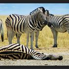 Zebras der Steppe