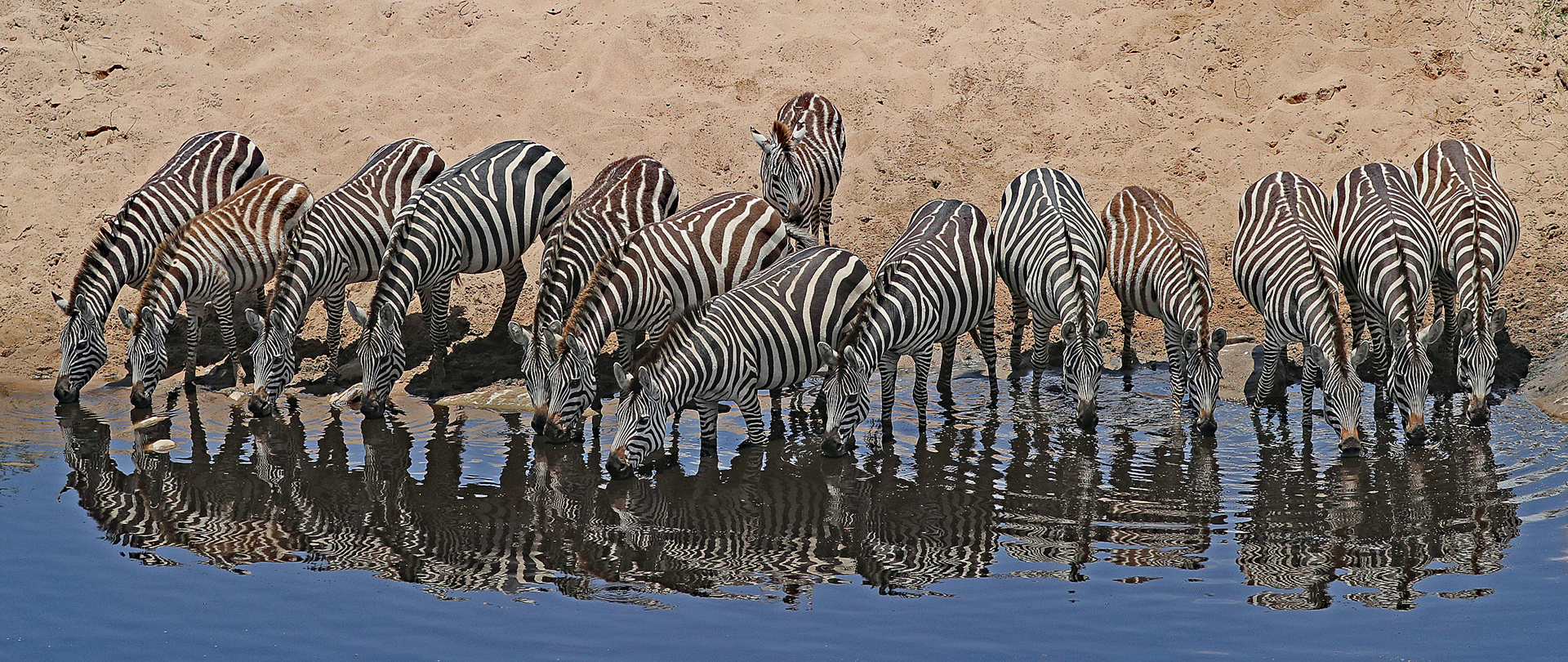 Zebras drinking water