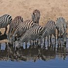 Zebras drinking water