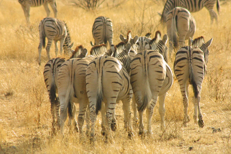 Zebras von Peter Neff