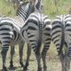 Zebras