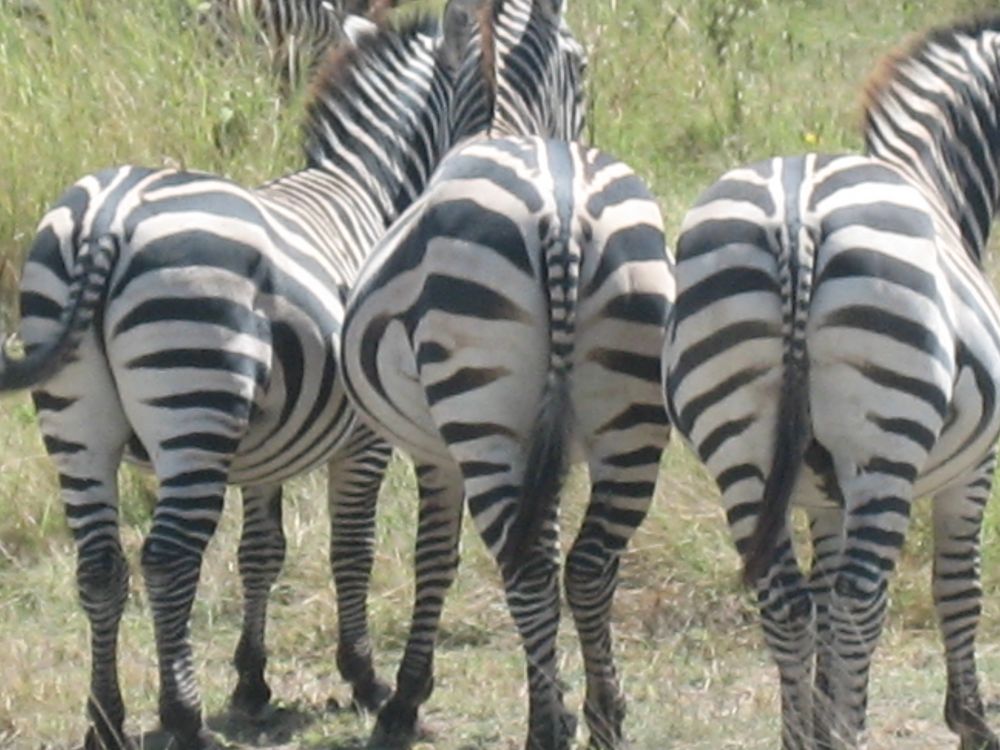 Zebras von Jambo2007 
