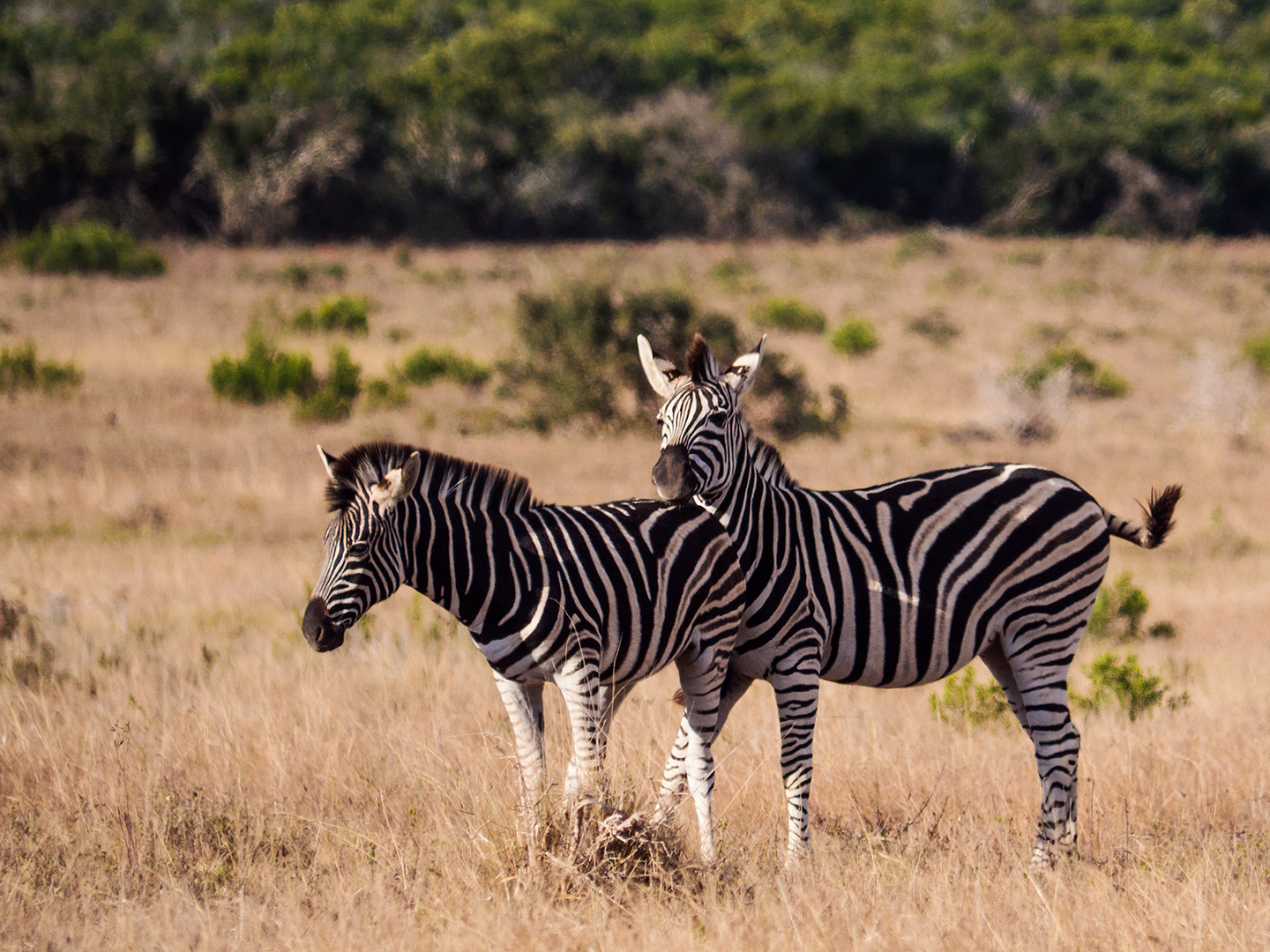 Zebras