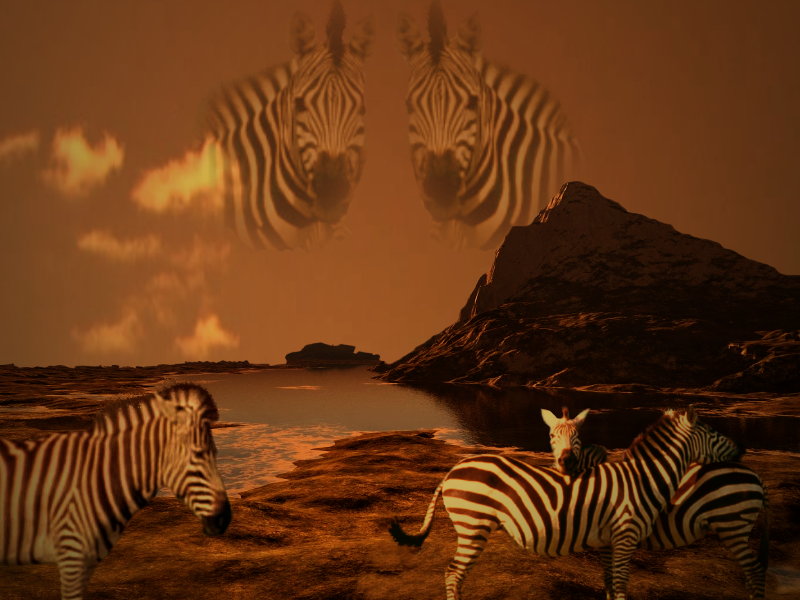 Zebras....