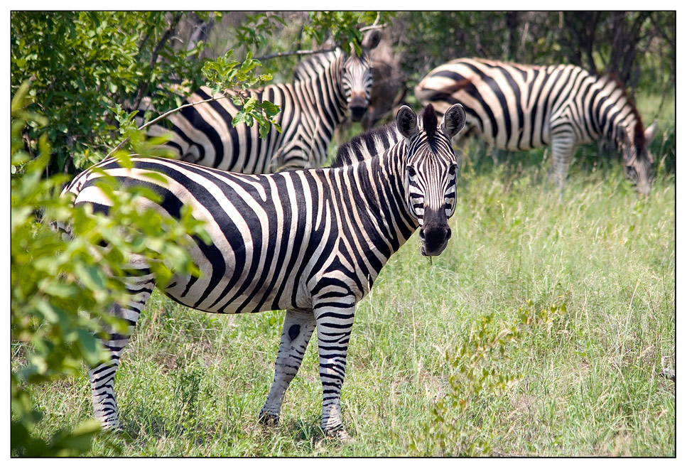 Zebras ...