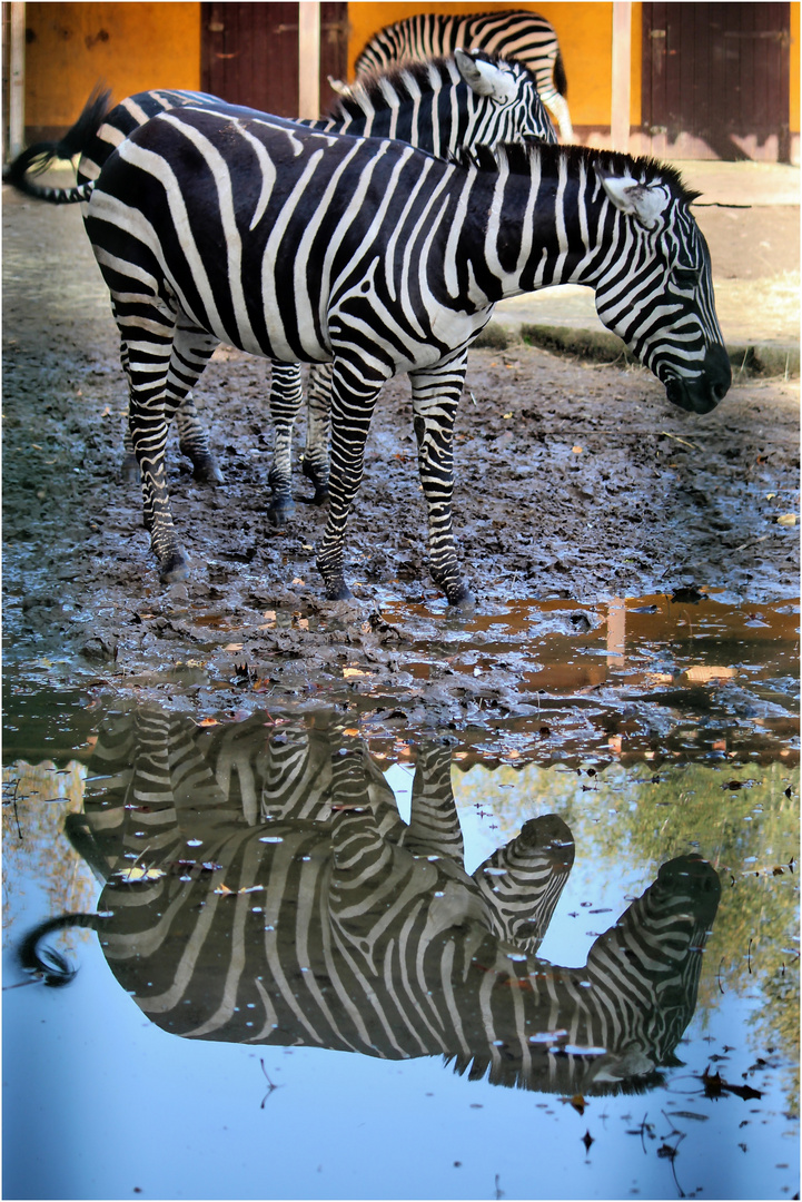 Zebras