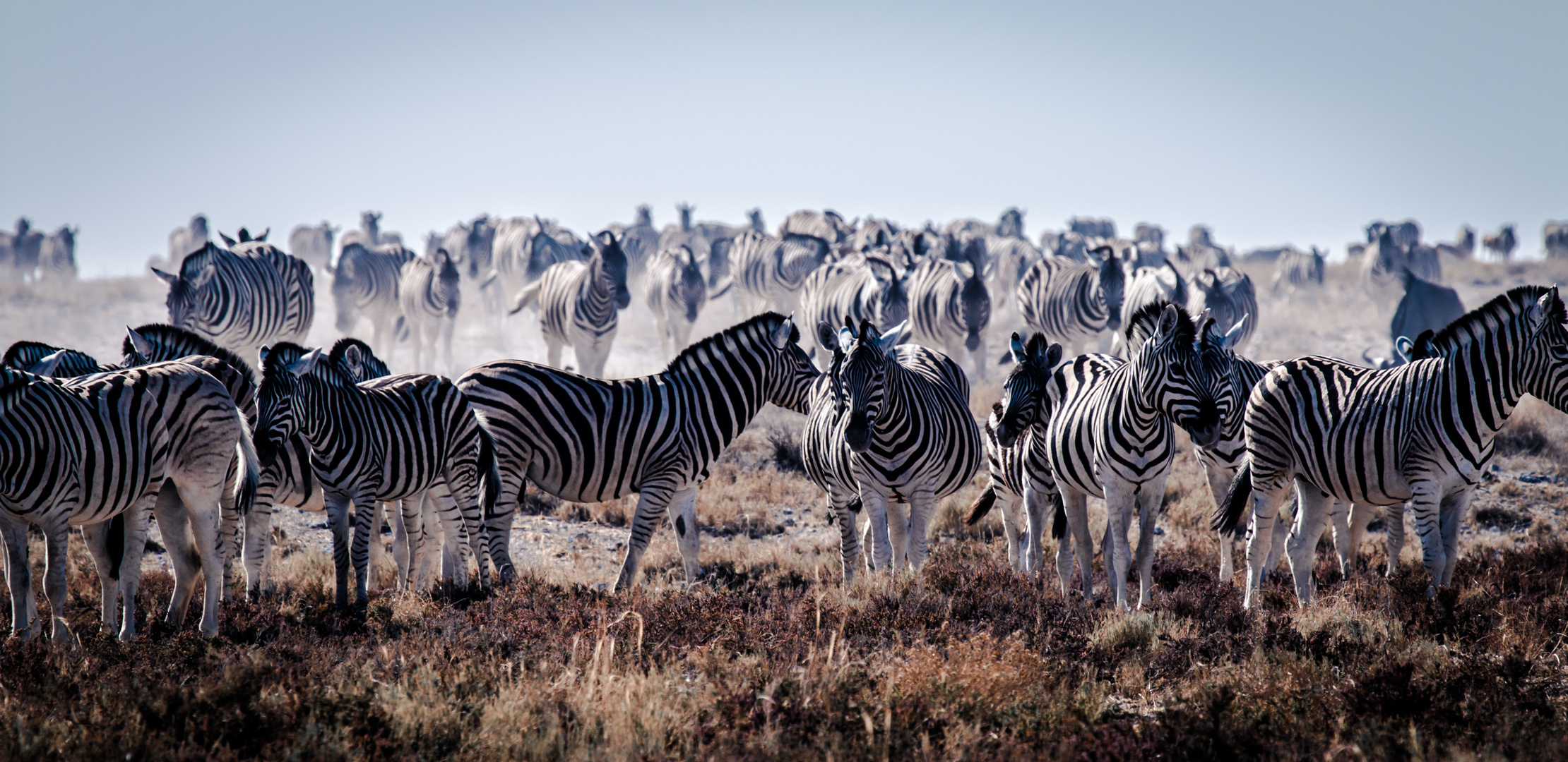 Zebras