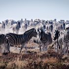 Zebras