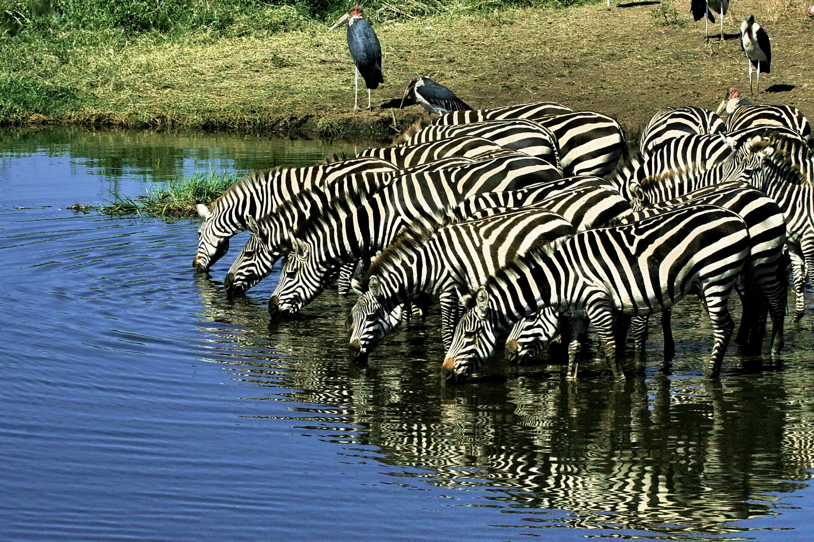 Zebras