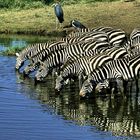 Zebras