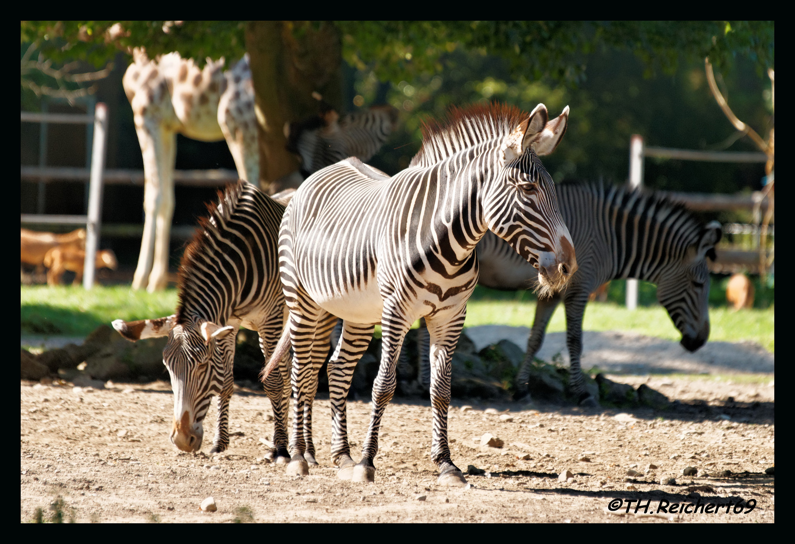 Zebras