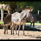 Zebras