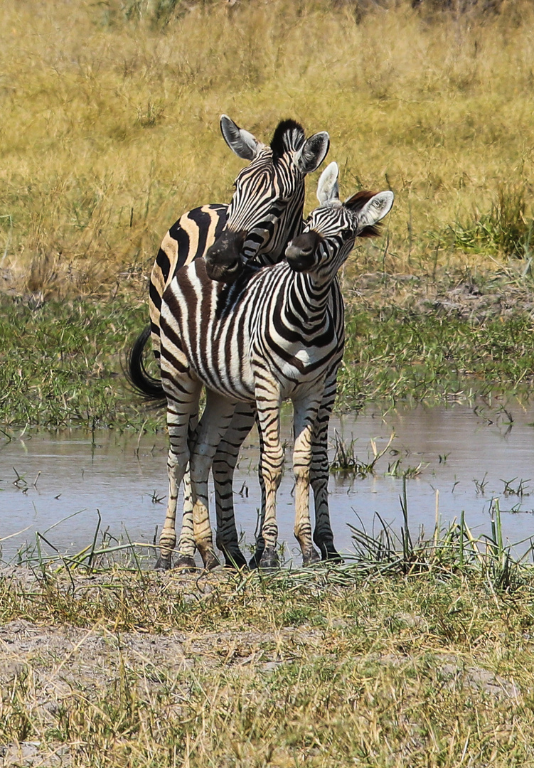 Zebras