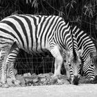 Zebras