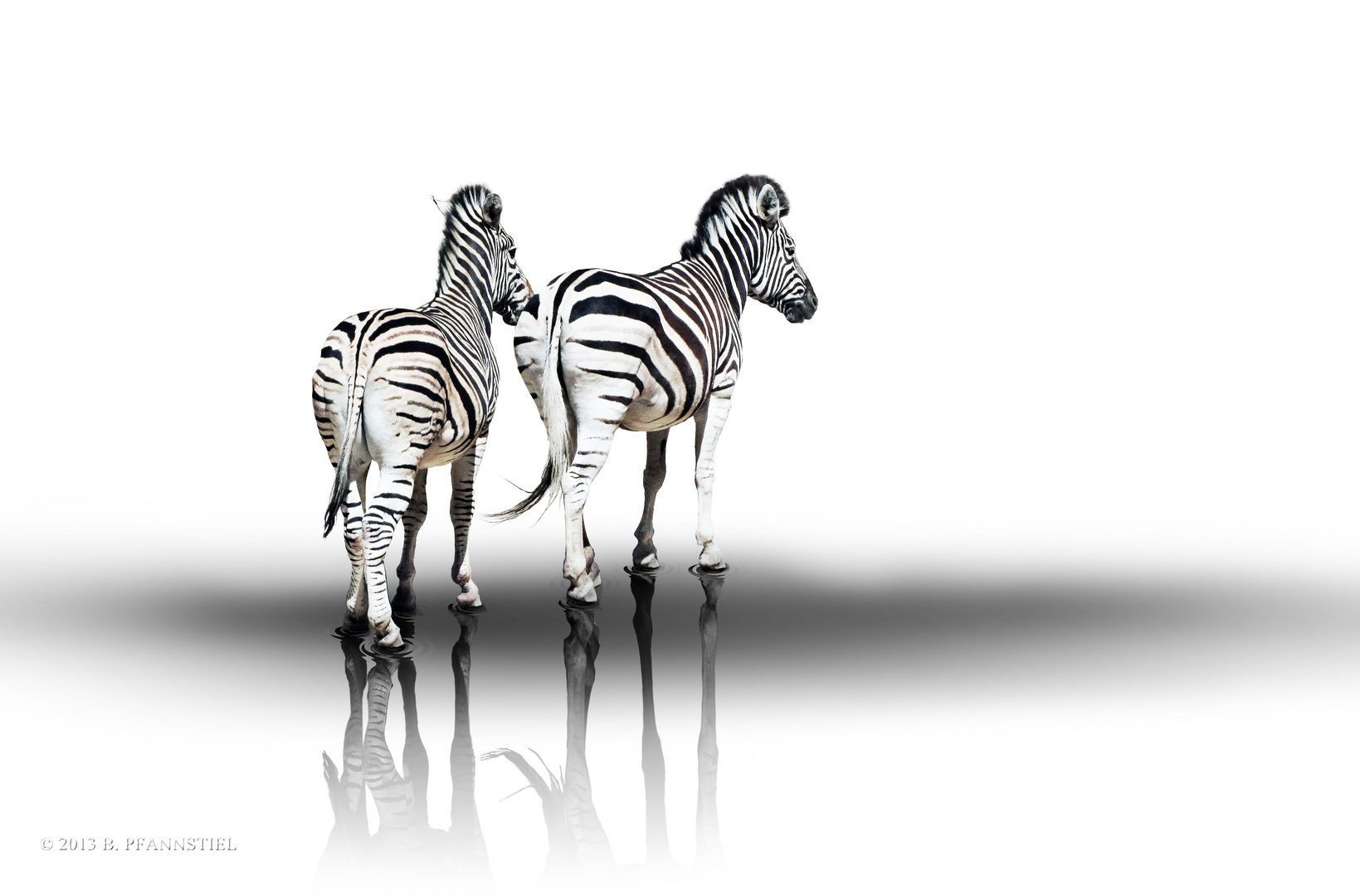 Zebras