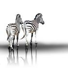 Zebras