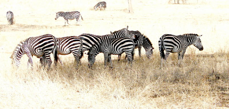 Zebras