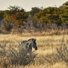 Zebras Etosha