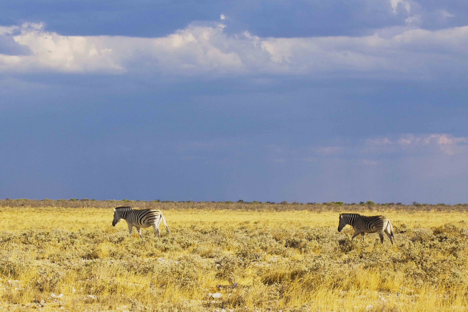 Zebras, Etosha, Namibia