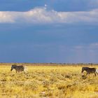 Zebras, Etosha, Namibia