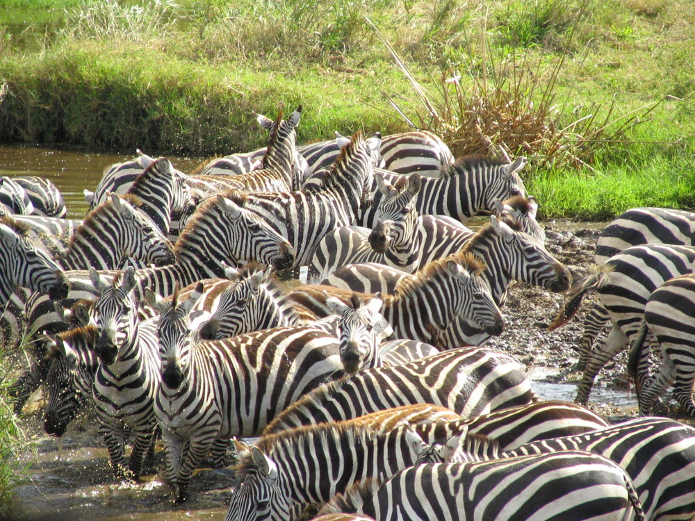 Zebra's Exiting the water hole