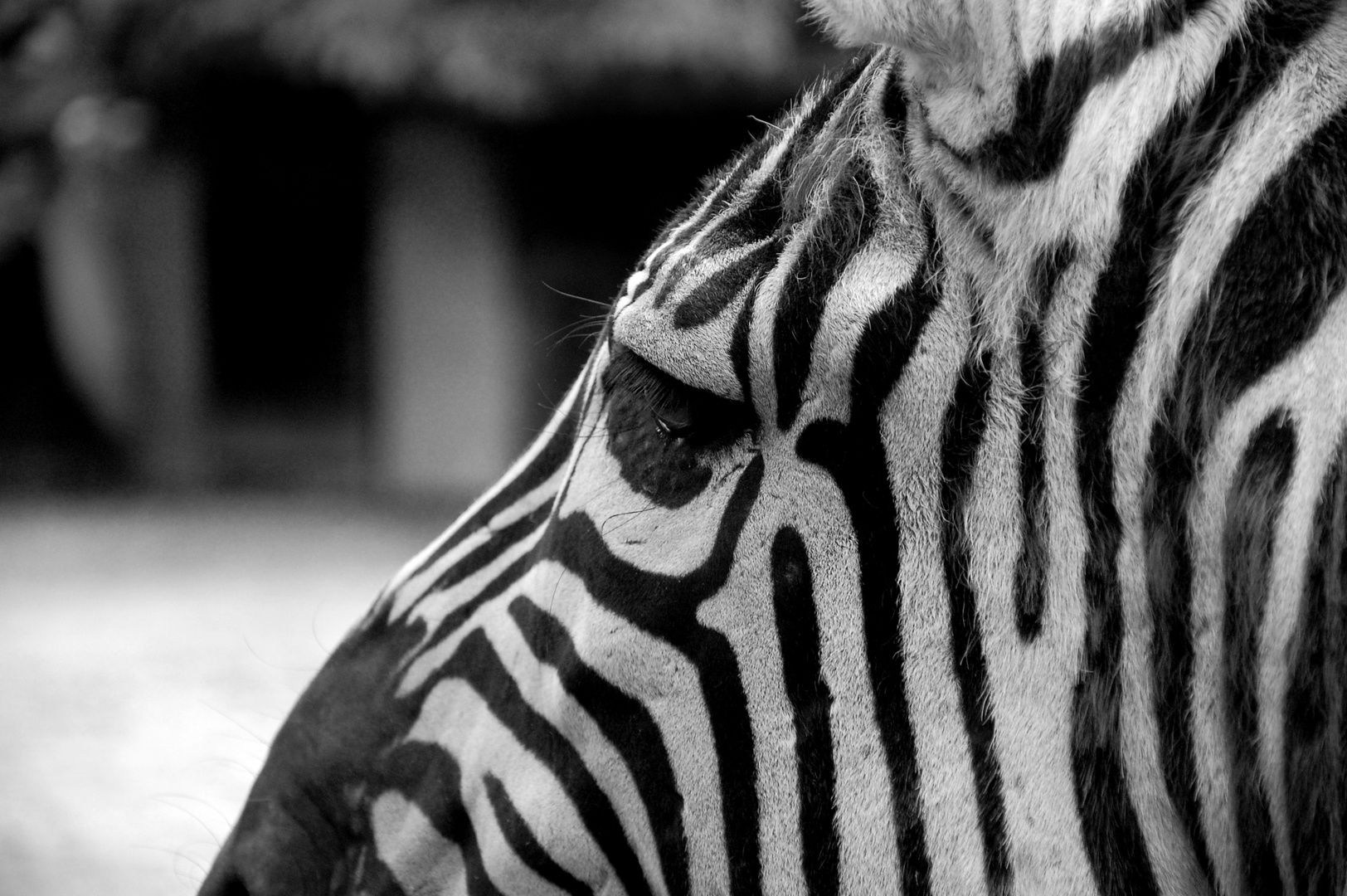 Zebra's eye