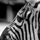 Zebra's eye