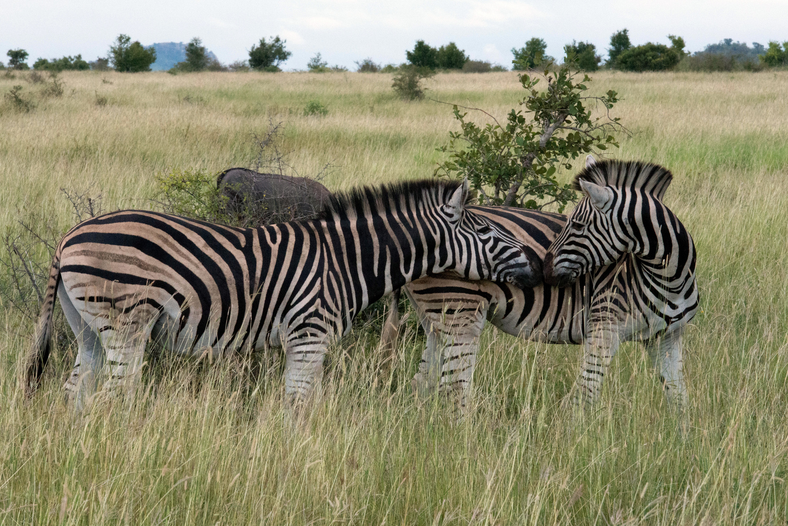 Zebras