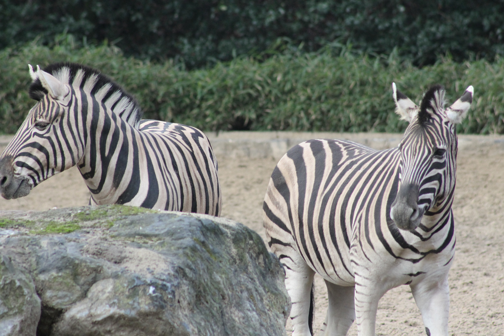 Zebras