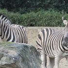 Zebras