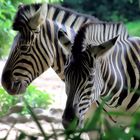 Zebras