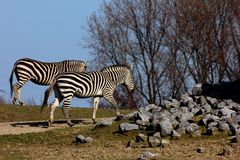 Zebras