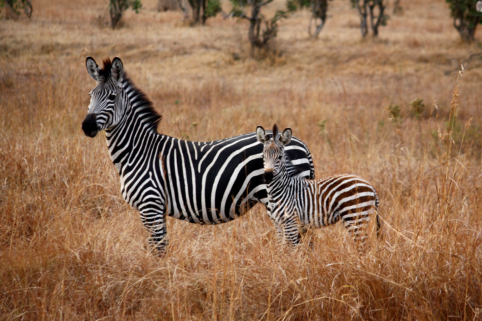 Zebras