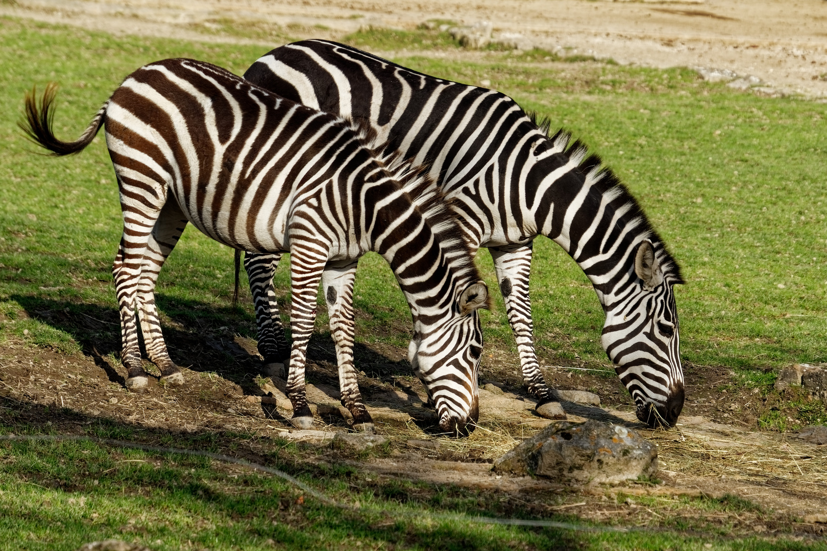 Zebras