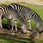 Zebras