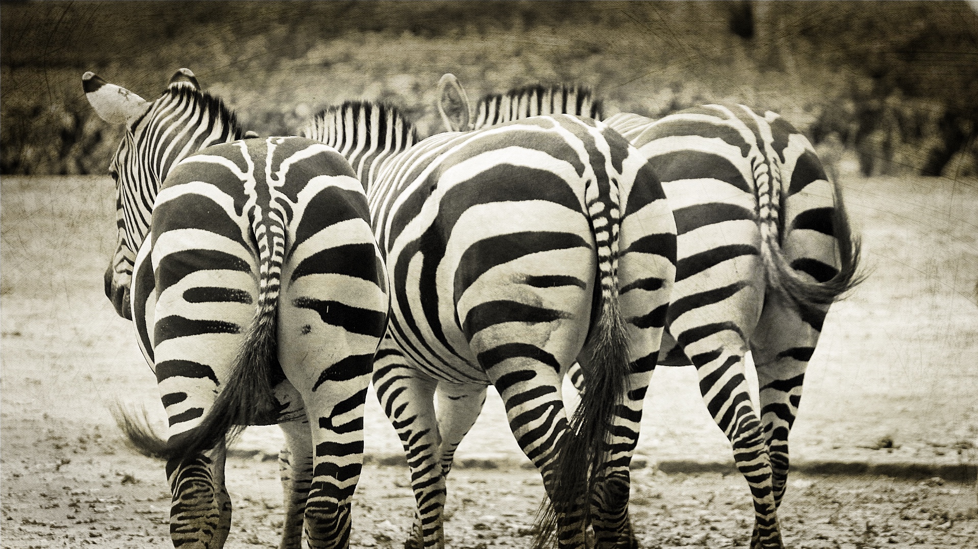 Zebras