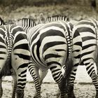 Zebras