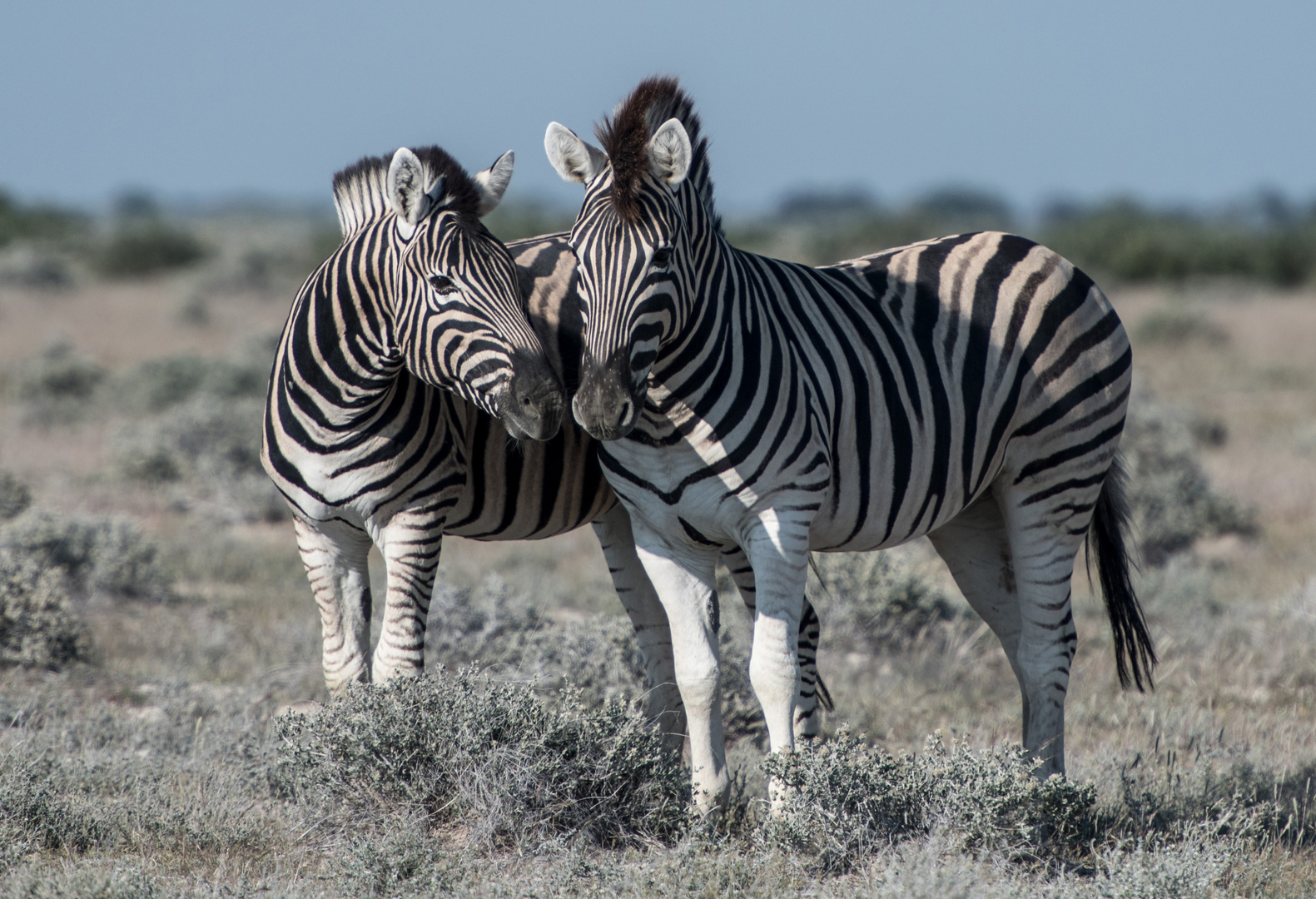 Zebras Foto & Bild | africa, southern africa, namibia Bilder auf