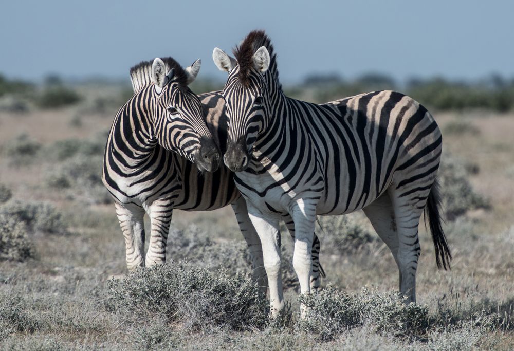 Zebras