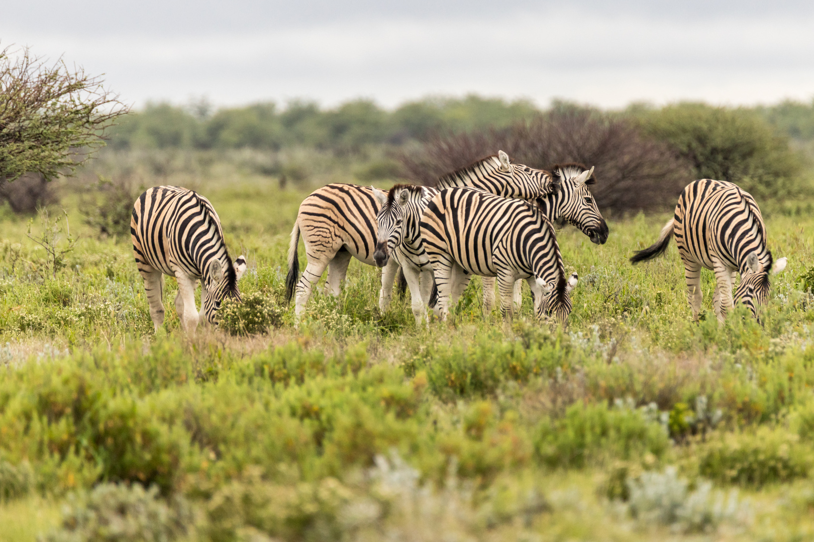 Zebras