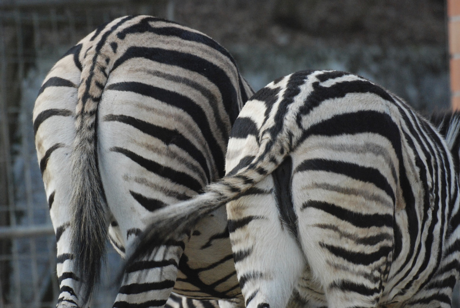 Zebra's