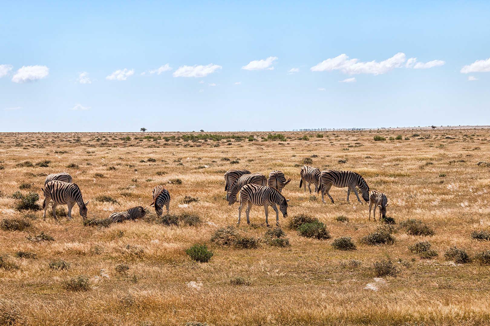 Zebras gab es im Etosha NP überall zu sehen...