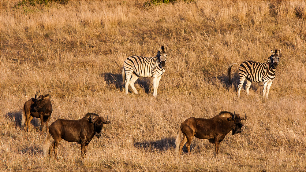 Zebras & Gnus