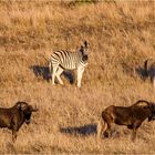 Zebras & Gnus