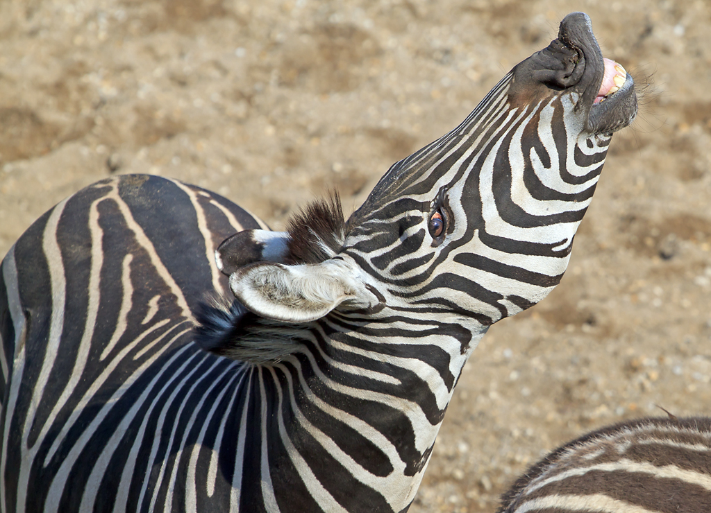 Zebras haben immer gute Laune